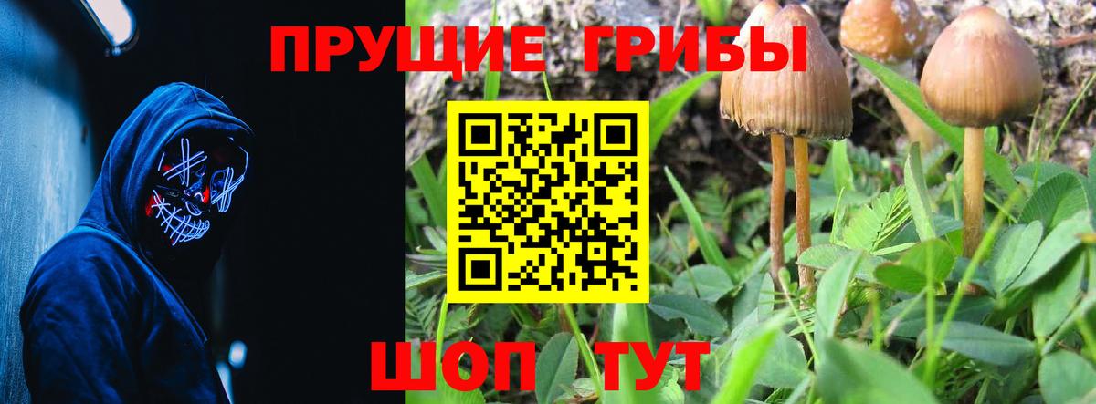 Кушва  Псилоцибиновые грибы Cubensis  Вход с VPN  Псилоцибиновые грибы Psilocybine cubensis 